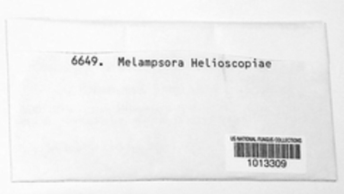 Melampsora helioscopiae image
